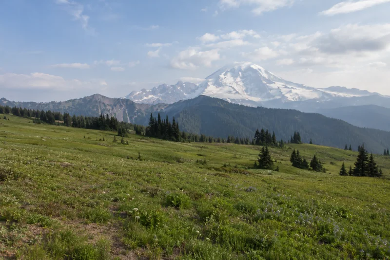 A grassy subalpine meadow at Paradise with Mount Rainier and its snowfields rising in soft haze behind.