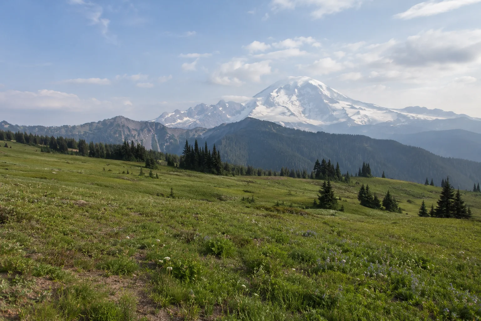 A grassy subalpine meadow at Paradise with Mount Rainier and its snowfields rising in soft haze behind.